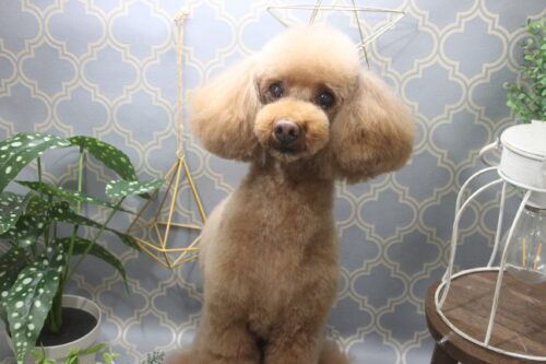 1129%e5%9d%82%e7%94%b0%e3%83%97%e3%83%bc