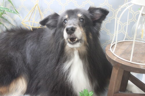 1129%e6%a4%8d%e6%9c%a8%e3%82%a2%e3%83%aa%e3%82%b9