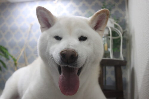 1129%e6%b0%b4%e5%b1%b1%e3%82%ab%e3%82%ba