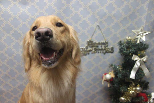 1218%e4%ba%95%e4%b8%8a%e3%82%82%e3%82%82