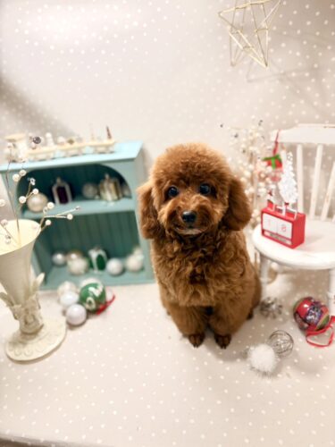 1218%e5%90%89%e8%89%af%e3%83%a2%e3%82%b3%e5%a4%aa%e9%83%8e