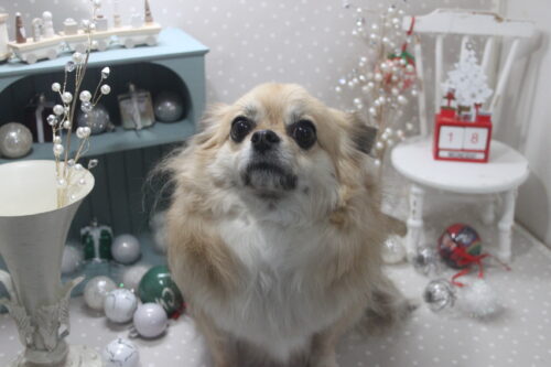 1218%e6%a9%8b%e6%9c%ac%e3%82%b3%e3%82%bf%e3%83%ad