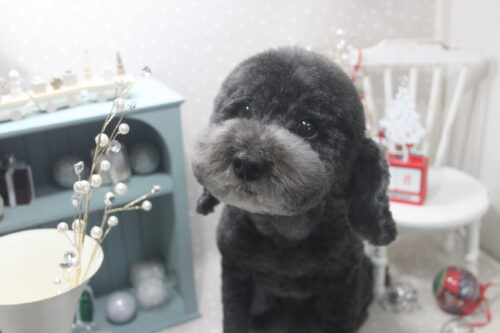 1218%e8%8a%b1%e7%94%b0%e3%83%a2%e3%82%b3