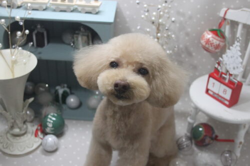 1218%e8%97%a4%e5%85%89%e3%83%9e%e3%82%a4%e3%83%ab