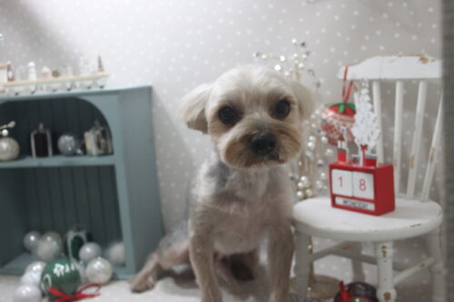 1218%e8%a5%bf%e5%8e%9f%e3%82%88%e3%81%86