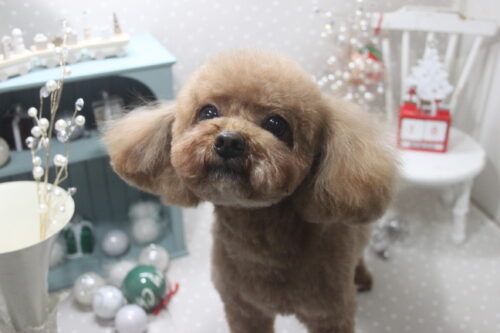 1218%e8%a7%92%e7%94%b0%e3%81%a0%e3%82%93