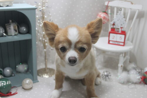 1225%e5%a0%82%e6%9d%b1%e3%82%b3%e3%82%b3