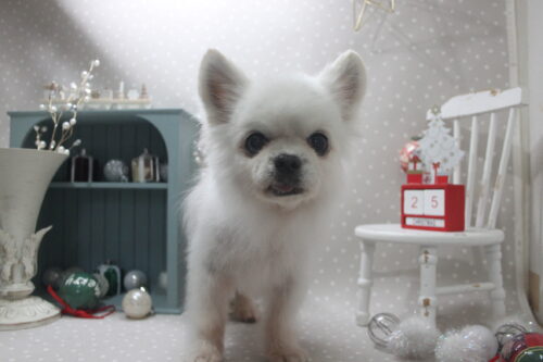 1225%e5%a0%82%e6%9d%b1%e3%82%bd%e3%83%a9