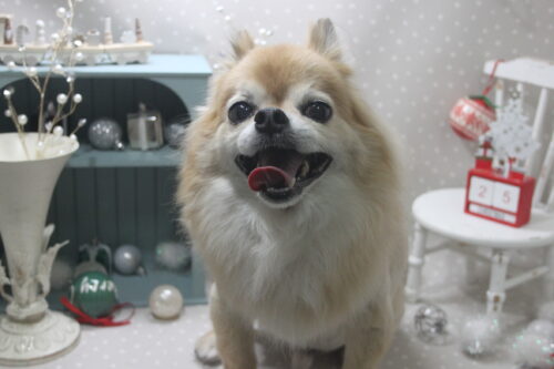 1225%e5%ae%ae%e6%9c%ac%e3%81%8f%e3%82%8b