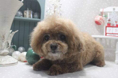 1225%e5%b2%a9%e5%b4%8e%e3%83%9f%e3%82%af