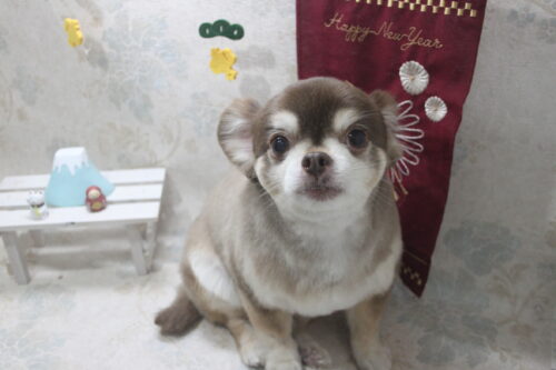 0131%e9%95%b7%e7%80%ac%e3%82%b3%e3%82%b3%e3%82%a2