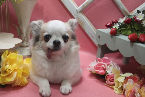 0202%e6%9d%89%e6%9c%ac%e3%82%af%e3%83%ab%e3%83%9f