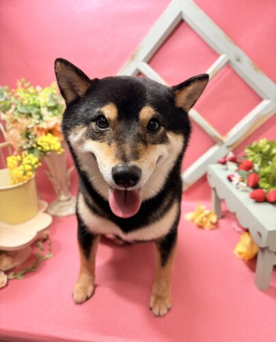 0205%e5%90%89%e8%89%af%e5%a4%a7%e5%92%8c