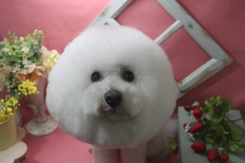 0205%e5%9d%82%e6%9c%ac%e3%83%aa%e3%83%a7%e3%83%bc%e3%83%9e