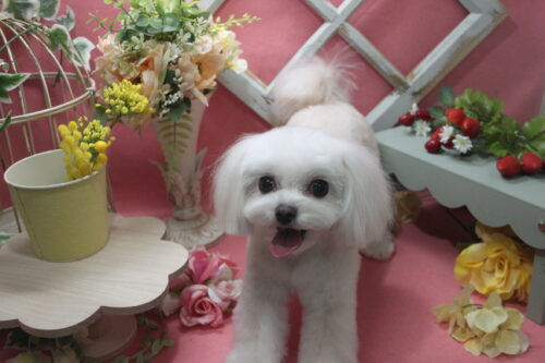 0205%e6%9d%89%e4%ba%95%e3%82%b3%e3%82%b3