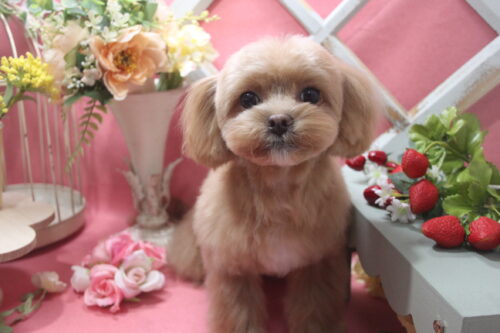 0205%e6%9d%89%e4%ba%95%e3%83%ac%e3%82%aa%e3%83%b3