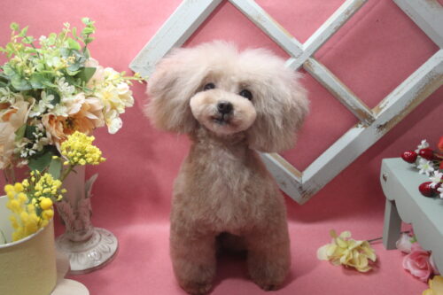 0205%e6%9d%89%e6%9c%ac%e3%82%b1%e3%83%aa%e3%83%bc