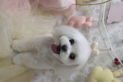 0402%e6%9d%89%e4%ba%95%e3%82%b3%e3%82%b3