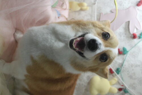 0402%e7%ab%b9%e5%86%85%e3%82%b7%e3%82%a7%e3%83%aa