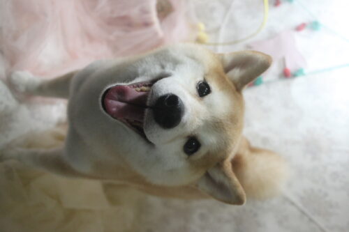 0423%e5%89%8d%e7%94%b0%e3%81%8a%e8%b1%86