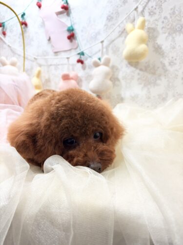 0423%e5%90%89%e8%89%af%e3%83%a2%e3%82%b3%e5%a4%aa%e9%83%8e