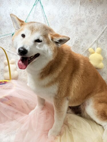 0423%e5%90%89%e8%89%af%e5%a4%a7%e5%90%89