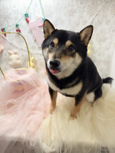 0423%e5%90%89%e8%89%af%e5%a4%a7%e5%92%8c