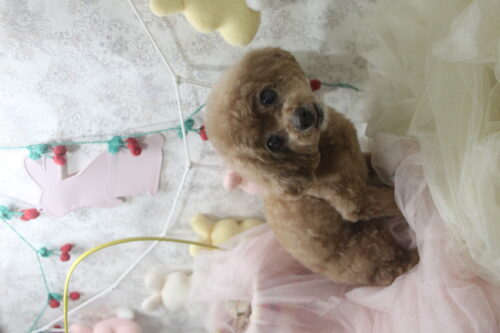 0423%e5%b2%a9%e5%b4%8e%e3%83%9f%e3%82%af