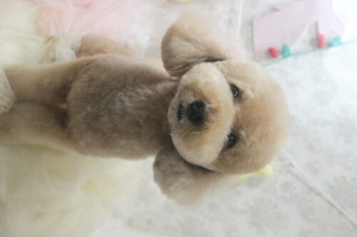 0423%e6%b1%a0%e7%94%b0%e3%83%9f%e3%83%a5%e3%82%a6