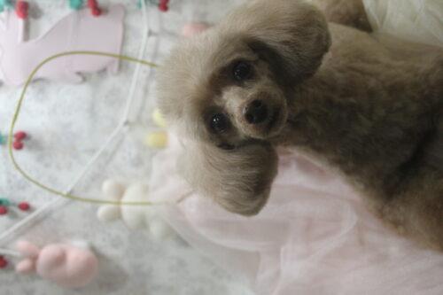 0425%e5%be%b3%e6%ba%80%e3%82%b3%e3%82%b3