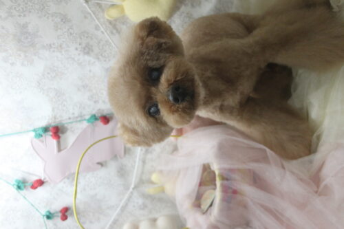 0425%e7%9f%a2%e9%87%8e%e3%83%81%e3%83%a3%e3%83%83%e3%83%94%e3%83%bc