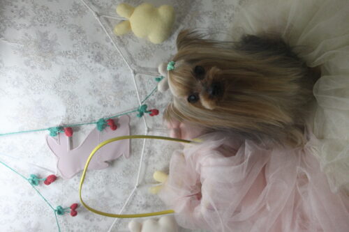 0426%e5%b0%8f%e5%ae%ae%e3%82%a2%e3%82%ac%e3%82%b5