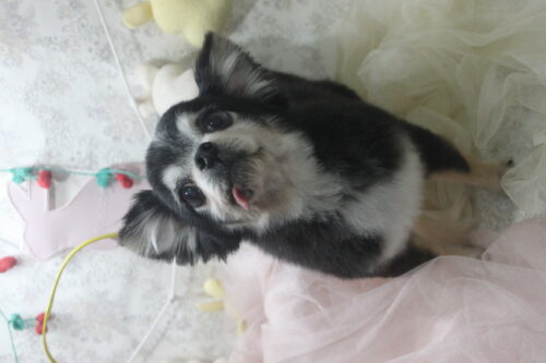 0426%e7%99%be%e6%b4%a5%e3%83%8b%e3%82%b3%e3%83%ab