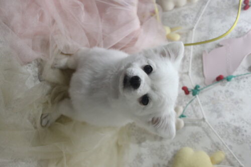 0426%e7%99%be%e6%b4%a5%e3%83%ac%e3%82%aa