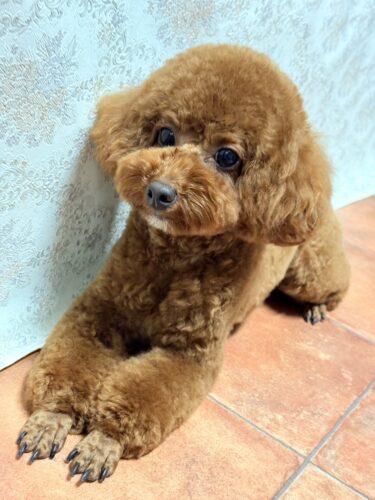 0528%e5%90%89%e8%89%af%e3%83%a2%e3%82%b3%e5%a4%aa%e9%83%8e