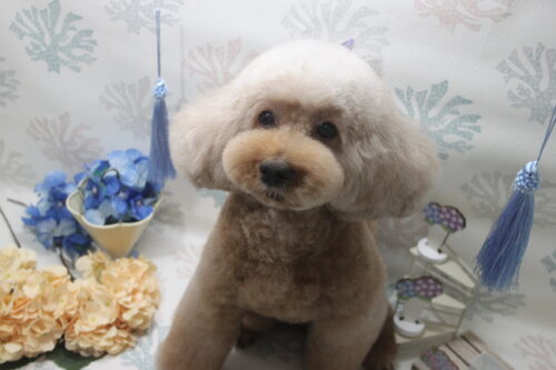 0604%e5%b0%8f%e5%b3%b6%e3%82%b7%e3%82%a7%e3%83%aa%e3%83%bc