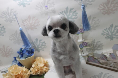 0604%e5%b3%b6%e5%b4%8e%e3%83%8f%e3%83%ab