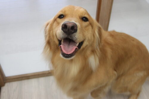 0704%e4%ba%95%e4%b8%8a%e6%a1%83