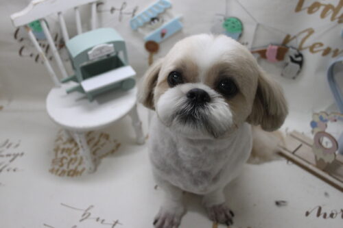 0809%e5%8f%a4%e8%b3%80%e6%98%a5