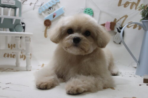 0816%e7%9f%b3%e4%b8%b8%e3%81%b2%e3%81%be%e3%82%8f%e3%82%8a