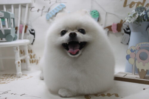 0831%e4%ba%80%e5%b1%b1%e3%83%9f%e3%83%a5%e3%82%a6