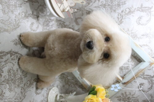 0905%e8%8f%85%e7%94%b0%e9%99%b8