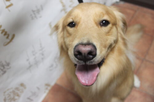 0910%e4%ba%95%e4%b8%8a%e6%a1%83