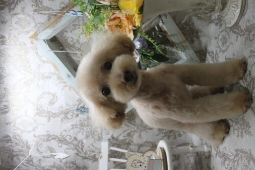 0910%e8%97%a4%e5%85%89%e3%83%9e%e3%82%a4%e3%83%ab