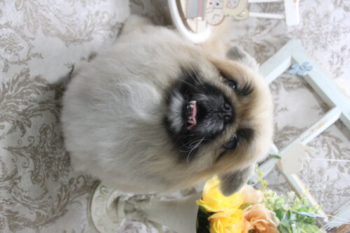 0910%e9%88%b4%e6%9c%a8%e3%82%b7%e3%82%aa%e3%83%b3