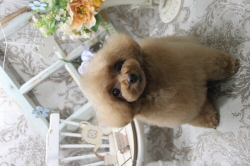 0912%e4%b8%80%e6%a5%bd%e3%81%b2%e3%81%be%e3%82%8f%e3%82%8a