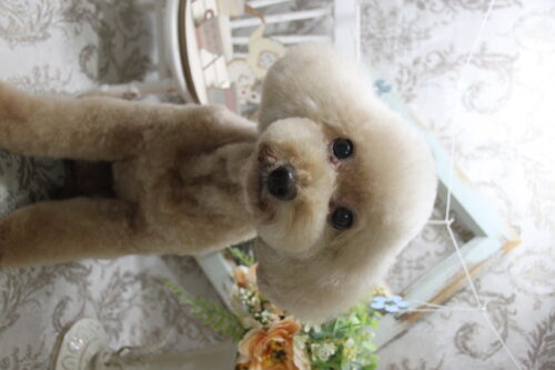 0912%e4%ba%94%e4%ba%95%e3%83%81%e3%83%ab