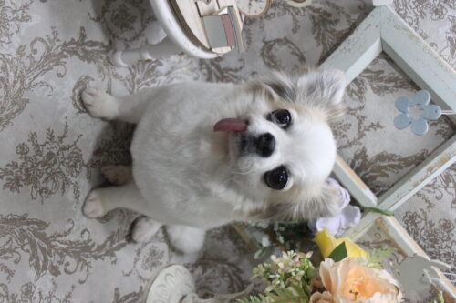 0927%e6%9d%89%e6%9c%ac%e3%82%af%e3%83%ab%e3%83%9f