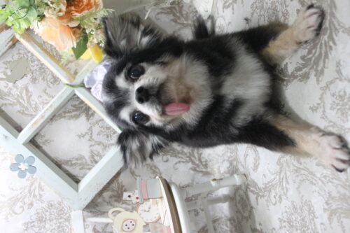 0927%e7%99%be%e6%b4%a5%e3%83%8b%e3%82%b3%e3%83%ab