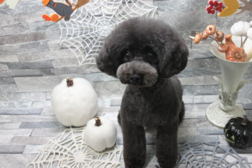 1003%e5%b0%8f%e7%ac%a0%e5%8e%9f%e3%83%88%e3%83%88%e3%83%ad